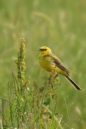 Closeup of a Yellow Wagtail perched atop a branch with a blurry background