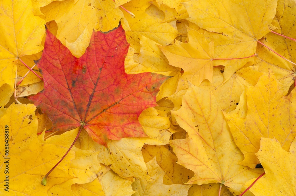 Cluster of yellow autumn leaves and a single red leaf on it