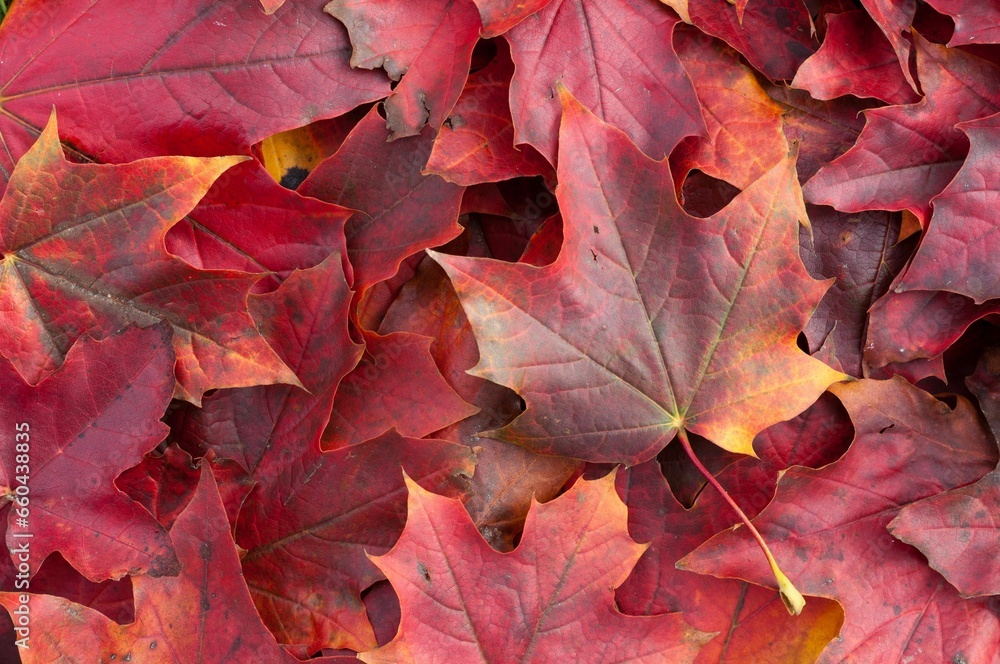Autumn foliage, featuring newly changed red and yellow leaves Autumn foliage, featuring newly changed red and yellow leaves