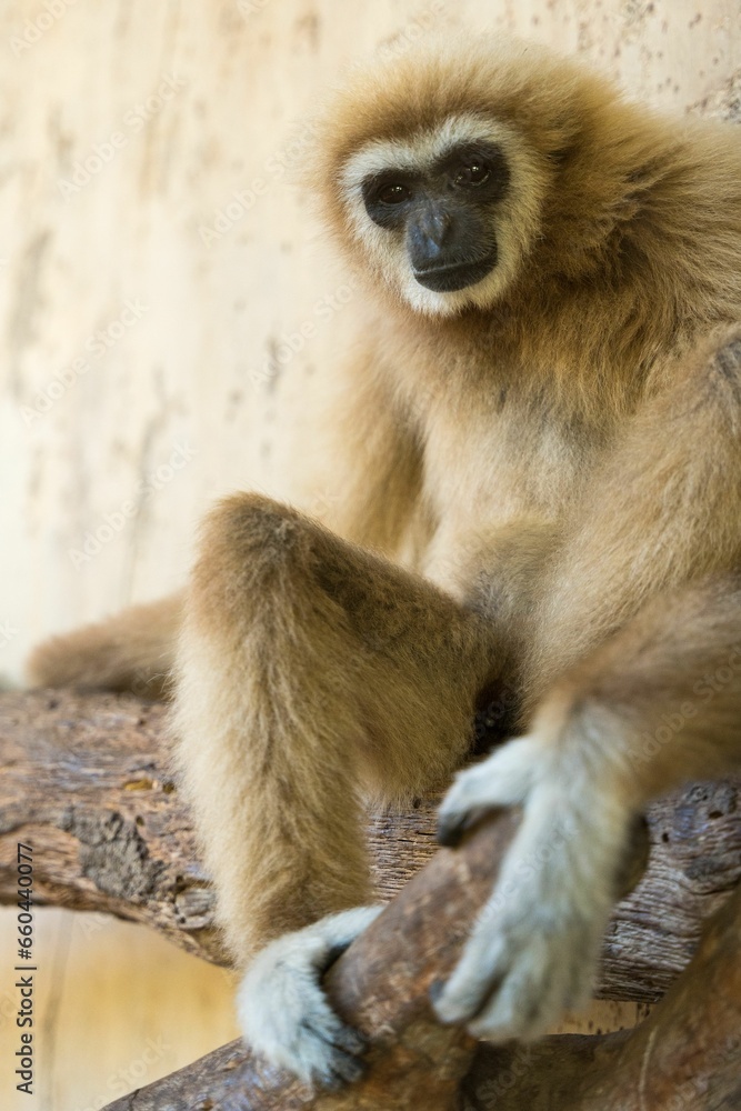 Gibbon perched in the branches of a large tree, its face illuminated by the warm sunlight Gibbon perched in the branches of a large tree, its face illuminated by the warm sunlight