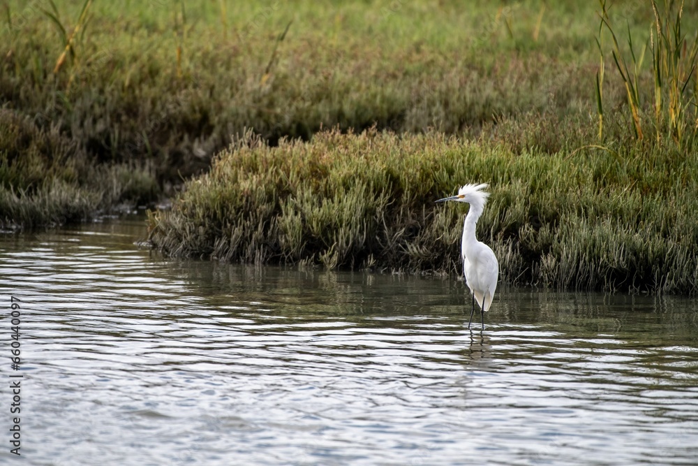Obraz premium Majestic white-feathered Crane stands in the shallow water of a lush green meadow