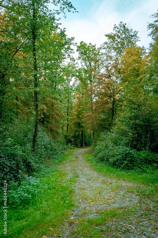 Scenic pathway leading through a lush, wooded forest, surrounded by tall, majestic trees