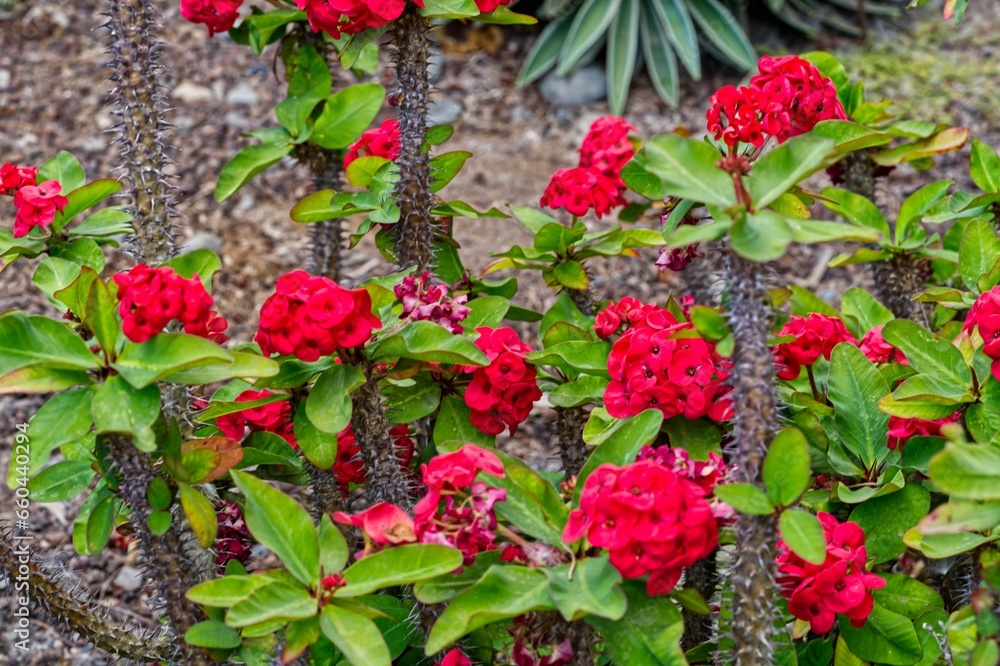 Vibrant array of red flowers in full bloom amidst lush green foliage in a garden setting