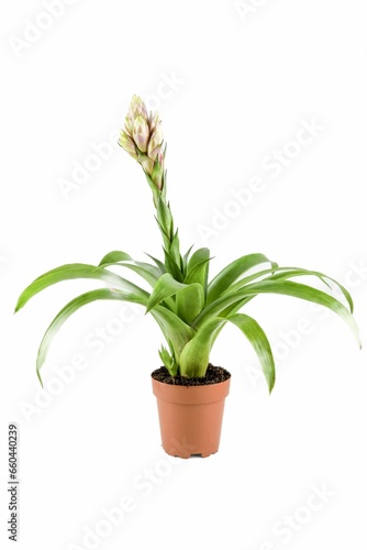 Bromeliad plant in flowerpot isolated on white background