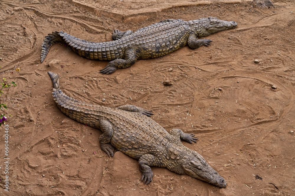 Fototapeta premium Image of two alligators resting on a muddy ground