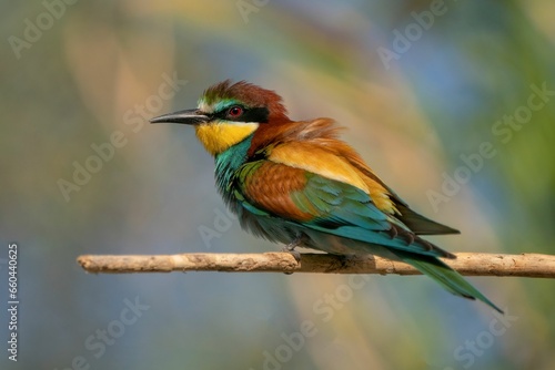 Closeup of a European bee-eater perched on a branch © Wirestock