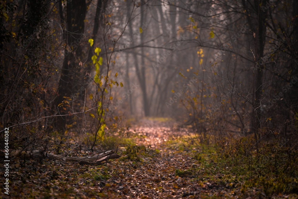 Fototapeta premium Scenic view of a dirt road in a dark forest
