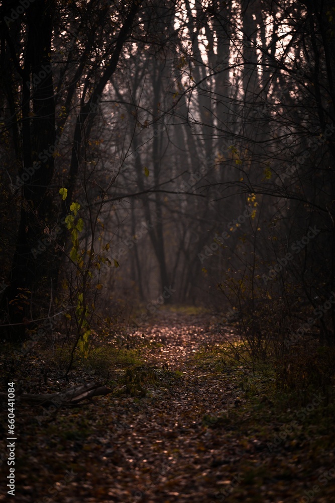 Obraz premium Scenic view of a dirt road in a dark forest