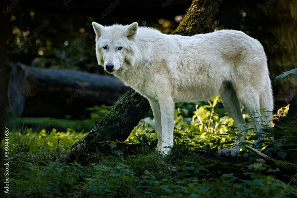 Close up shot of an adorable white wolf in its natural habitat