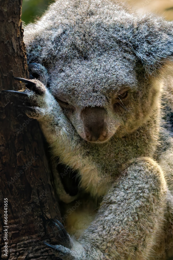 Obraz premium Close up shot of an adorable koala in its natural habitat