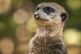 Close up shot of an adorable meerkat in its natural habitat