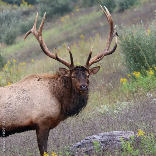 Big Bull Elk Bugle Rut Rutting Fall Autumn 