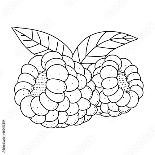 Raspberry hand drawn vector illustration. Raspberries sketch. Vector illustration isolated on white background