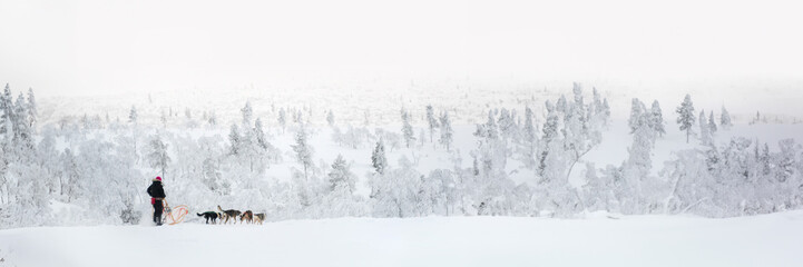 Husky dog sledding in Lapland, Finland, panoramic winter header