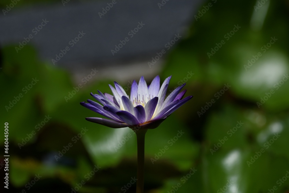 purple lotus flower