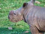 Close-up of a rhinoceros in a lush green on a sunny day