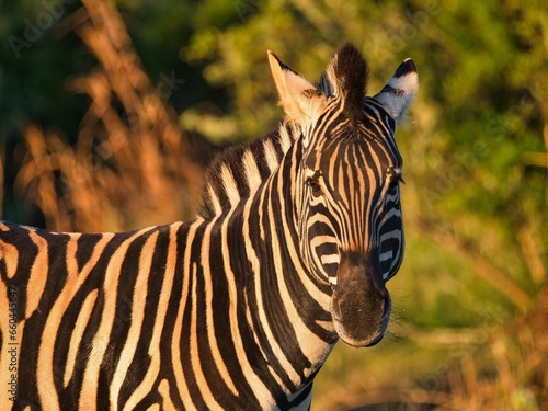 Closeup of a  zebra in a lush green on a sunny day