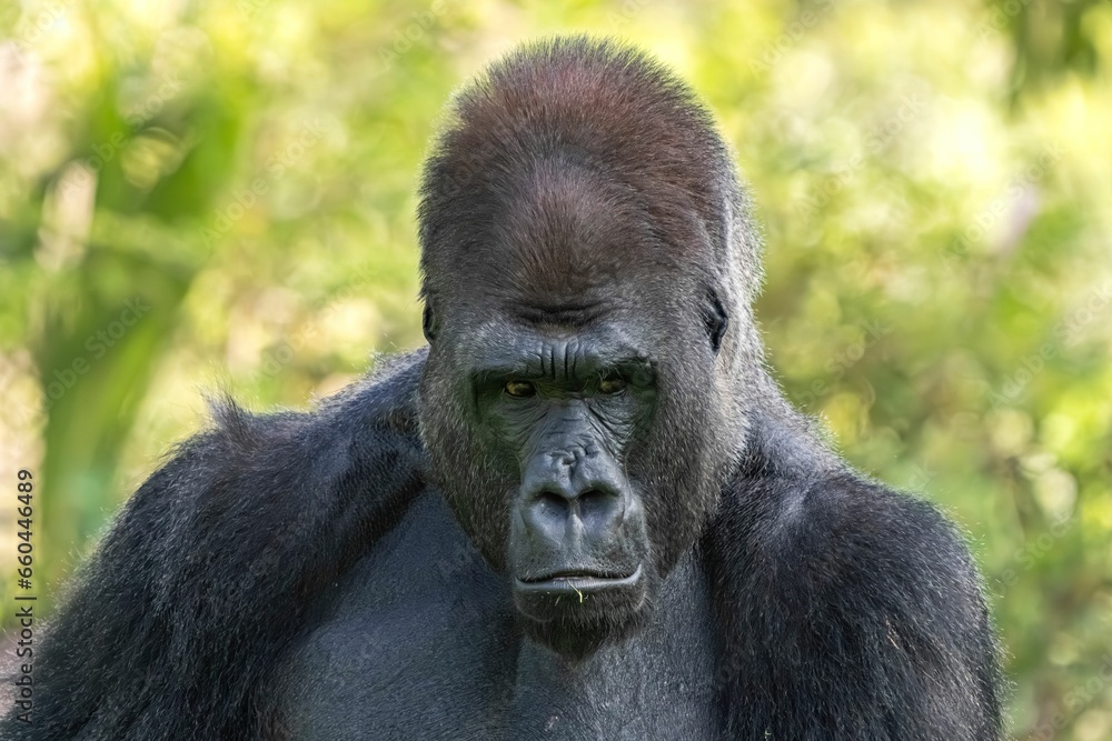 Closeup of a majestic monkey in a lush green with a blurry background Closeup of a majestic monkey in a lush green with a blurry background