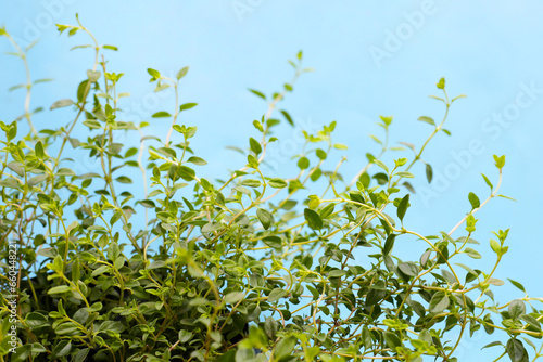 Fresh lemon thyme on blue background. © Bowonpat