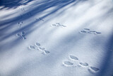 純白の雪原の上のウサギの足跡2