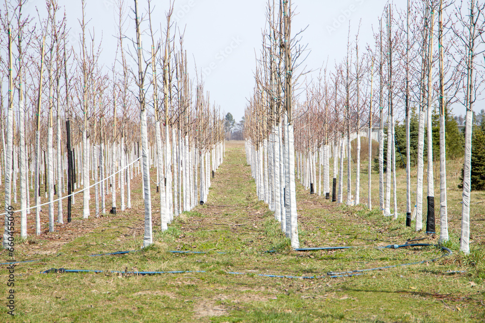The trees grow in the nursery. Tree trunks are protected by white material.
