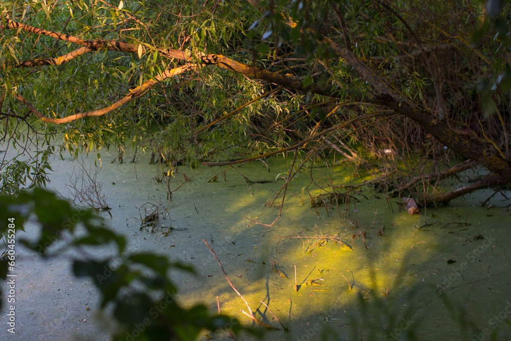 Green swampy overgrown pond in the forest. Wildlife Green swampy overgrown pond in the forest. Wildlife