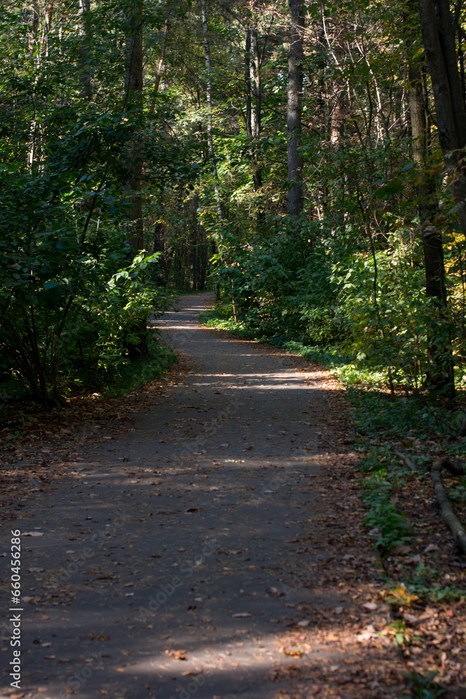 Forest autumn path in the park. Fallen yellow foliage, autumn atmosphere Forest autumn path in the park. Fallen yellow foliage, autumn atmosphere