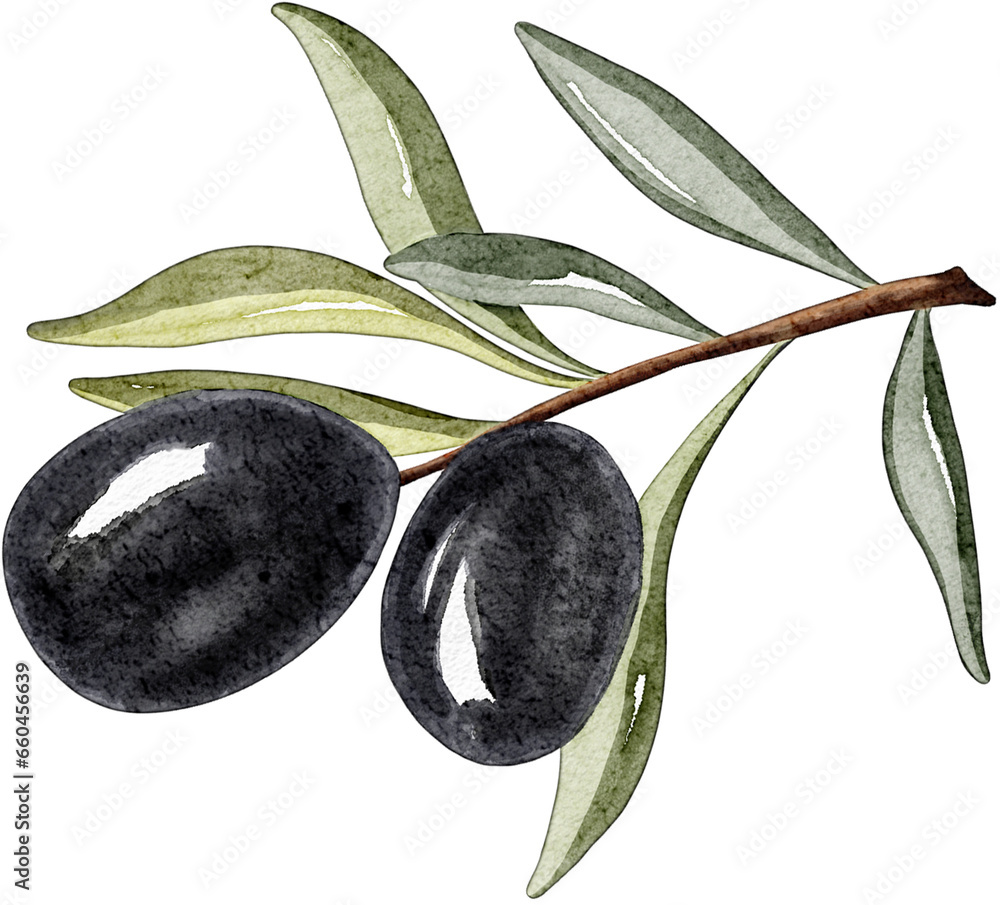 Watercolor black olive branch frame border. Hand drawn illustration of ...