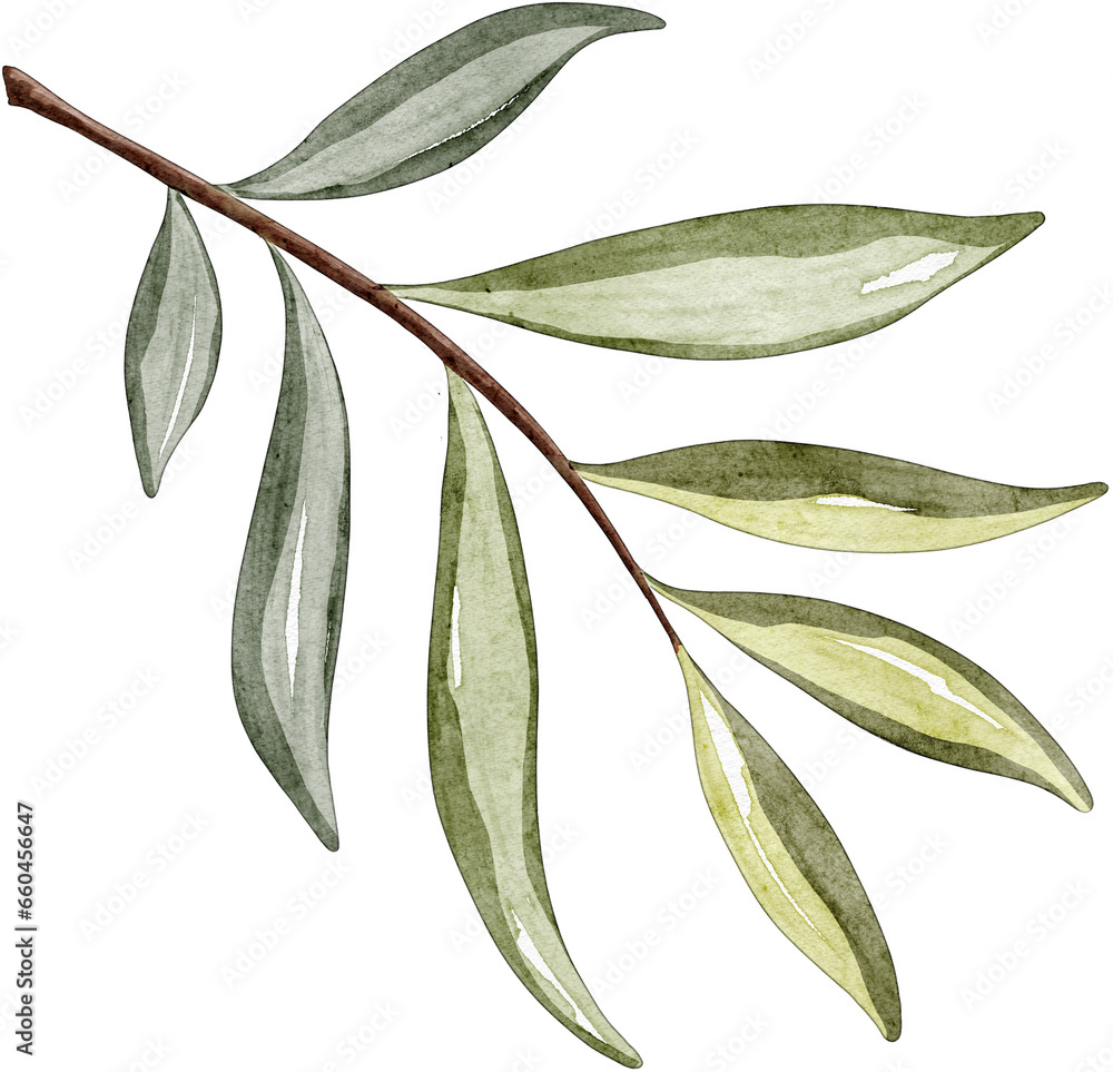 Watercolor olive branch. Hand drawn illustration of olive tree branch ...