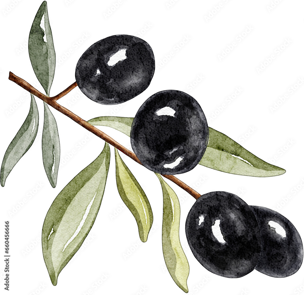 Watercolor black olive branch frame border. Hand drawn illustration of ...