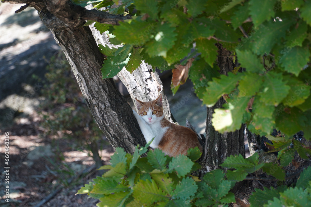 Obraz premium squirrel in the tree