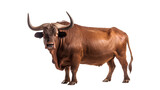 Standing Toro on the floor. brown bull. Side view. Isolated on Transparent background.