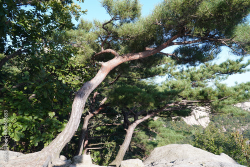 A pine tree on the signature rock of Bukhansan Mountain