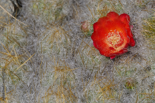 Close up of orange red flowers of the Austrocylindropuntia floccosa or huaraco located in highlands Huascaran National Park, Peru. photo