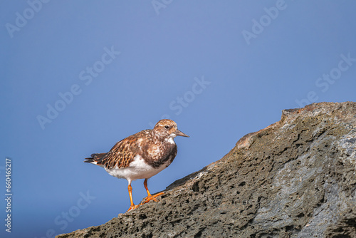 ruddy turnstone (Arenaria interpres) in non breeding plumage, standing on volcanic rocks with sunlight and Atlantic ocean background, Tenerife, Canary islands