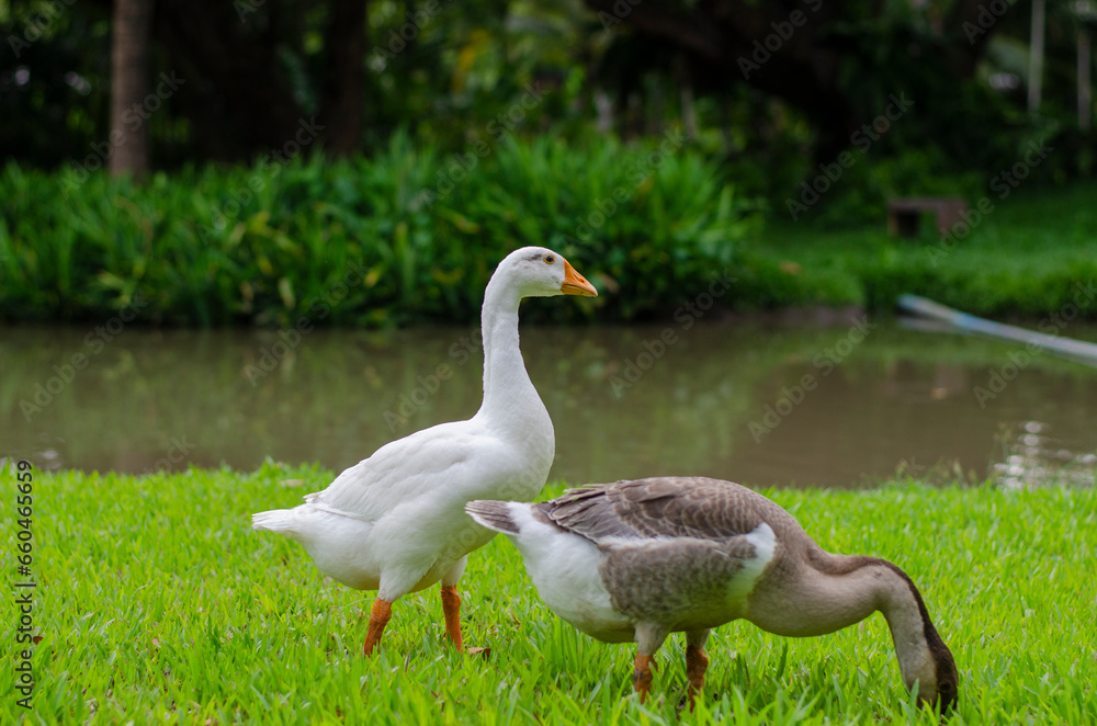 Two ducks are walking foraging on the green grass the canal. Two ducks are walking foraging on the green grass the canal.