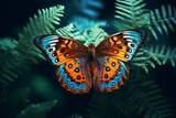 A beautiful butterfly
