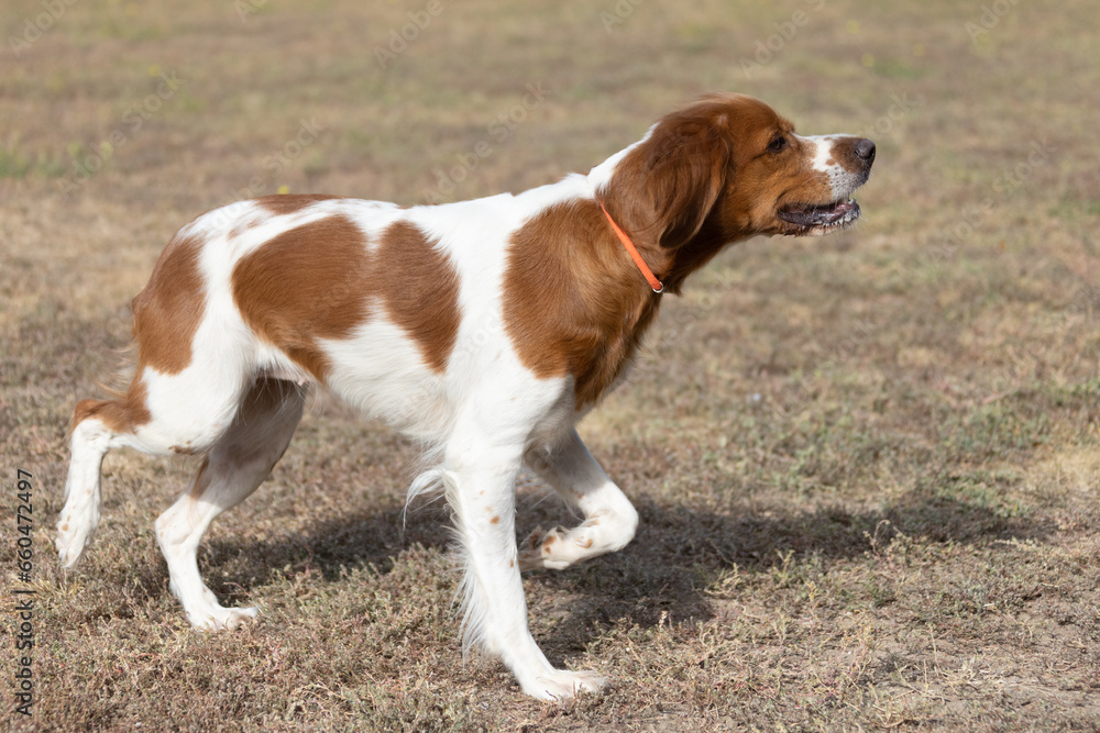 Brittany Epanel Breton portrait of dog in orange and white french posing with tongue hanging out and resting, running, lying in field in summer. Brittany Spaniel French Hunting Pointer. Purebred pet
