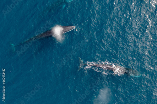 greenland whale whatching aerial drone view  photo