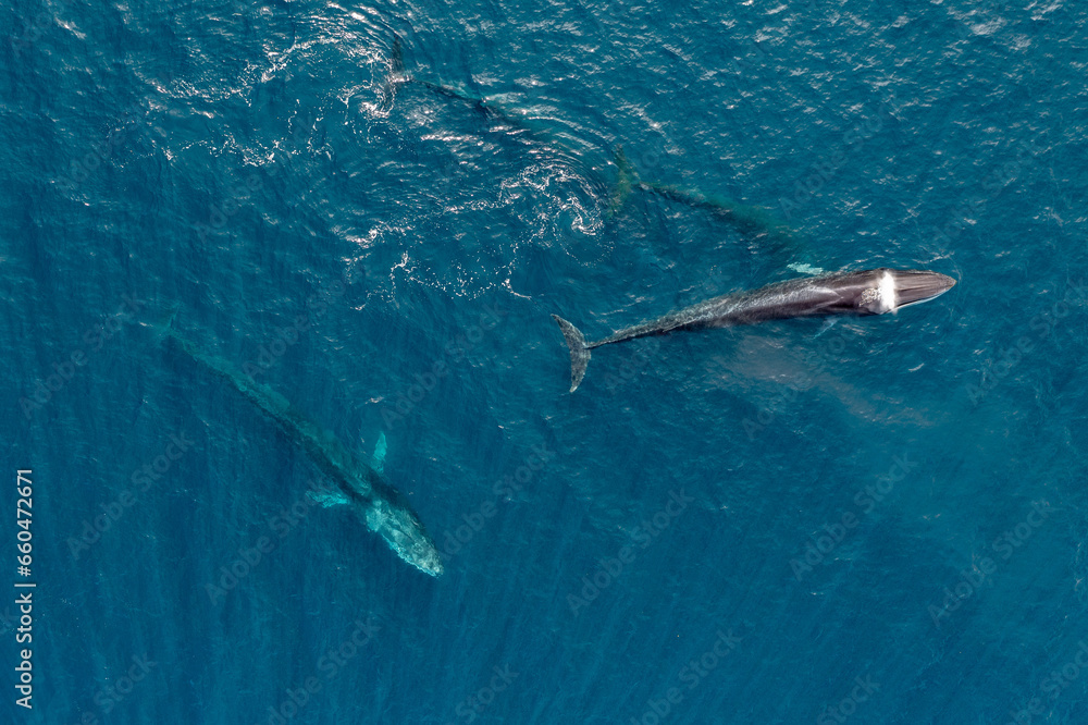 Fototapeta premium greenland whale whatching aerial drone view 