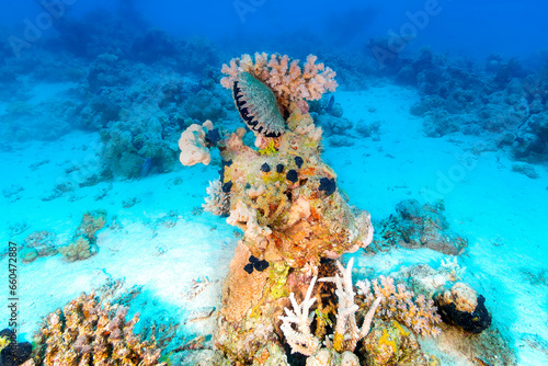 Underwater coral's gardens