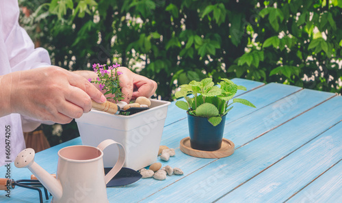 Woman hand is planting small houseplant in white plastic flower pot on blue wooden table in home gardening area, side view with copy space