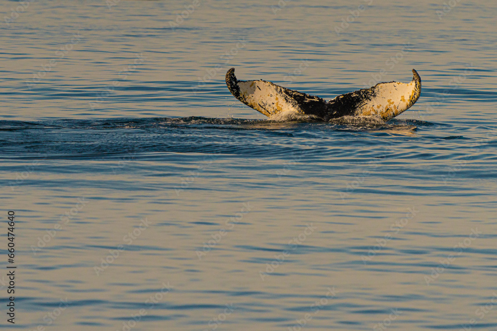 Fototapeta premium greenland whale watching ilulissat