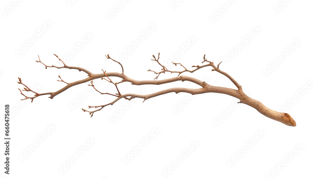 branch isolated on transparent background cutout branch isolated on transparent background cutout