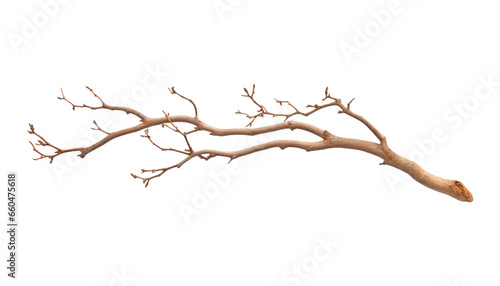 branch isolated on transparent background cutout
