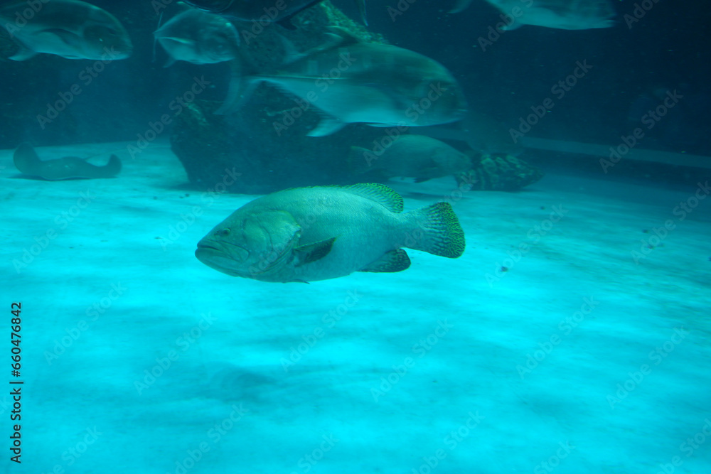 Naklejka premium Brown spotted grouper swimming in the deep sea.
