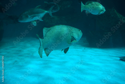 Brown spotted grouper swimming in the deep sea.