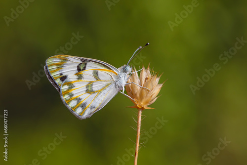 white butterfly on dry grass, Desert White, Pontia glauconome