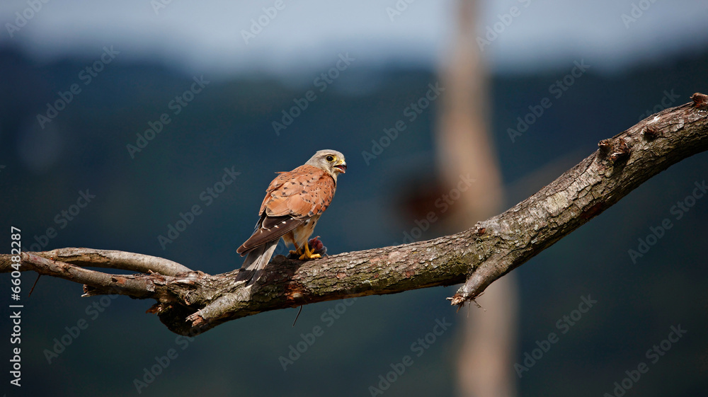 Male kestrel hunting on the farm Male kestrel hunting on the farm