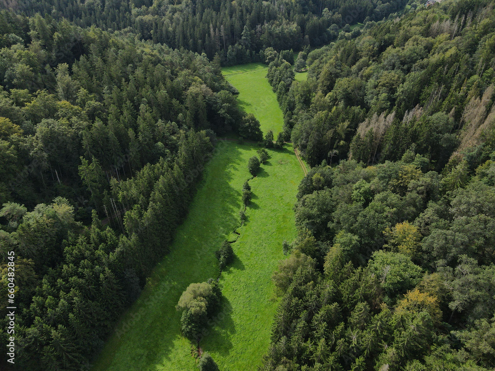 Aerial view of a forest in summer 
